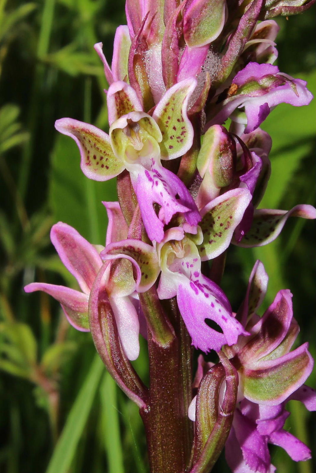 Orchis patens / Orchidea aperta